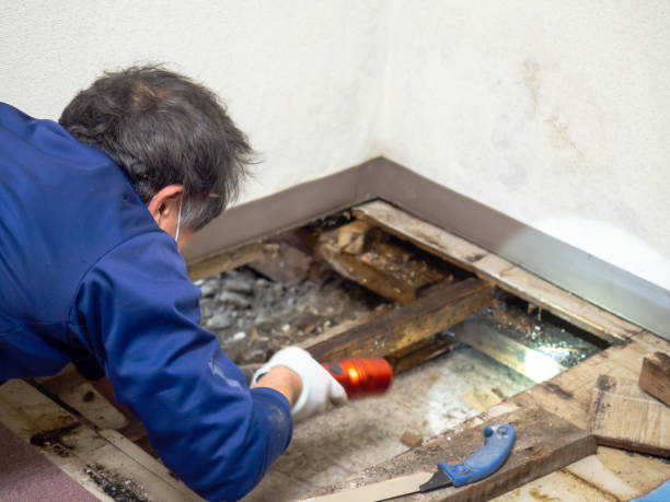 Best Attic Mold Removal  in Garden City, NY