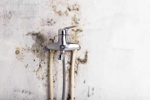 Mold Removal and Inspection in Garden City, NY