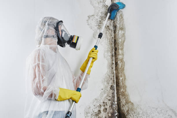 Best Black Mold Removal  in Garden City, NY