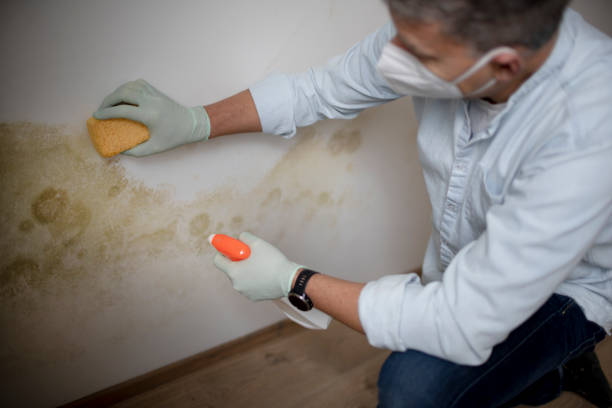 Best Affordable Mold Removal  in Garden City, NY