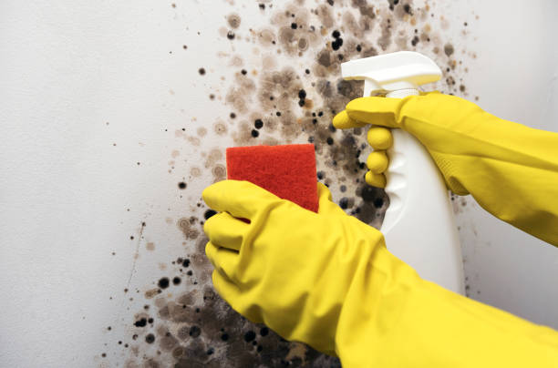 Best Mold Testing  in Garden City, NY