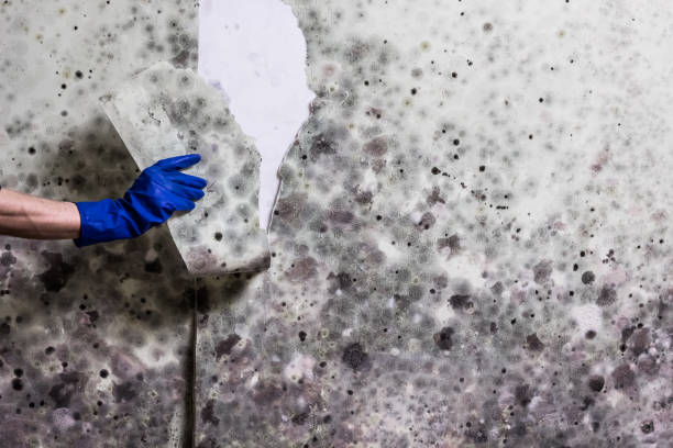 Best Water Damage Restoration  in Garden City, NY