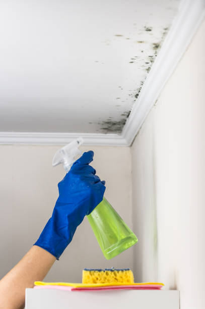 Best Commercial Mold Removal  in Garden City, NY