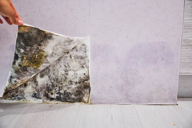 Best Mold Damage Repair  in Garden City, NY